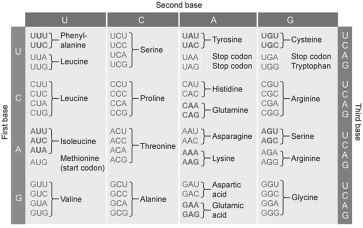 Figure 19.2 -The answer set for this question shows a series of short amino acid sequences obtained from a protein.If you were faced with choosing one of these to design a probe for a particular gene,which would provide the simplest probe or probe set? (To answer this question,consult the codon table shown in the figure above ).