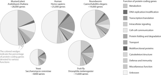 <strong>Figure 20.1 The figure above compares the proportion of genes devoted to various functions in a set of model organisms.Based on this figure,which one of the following statements is FALSE?</strong> A)The function of roughly half of eukaryotic genes is unknown. B)Humans have the highest proportion of genes devoted to defense and immunity. C)The mustard plant and yeast have a small fraction of genes devoted to cell communication. D)A relatively small but similar proportion of genes are devoted to transcription and translation in all these organisms. E)Drosophila is unusual in having so few genes devoted to protein folding and degradation.