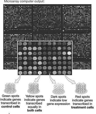 <strong>Figure 20.2 In the microarray shown in the figure above,if you were searching for genes whose expression was inhibited by hormone treatment,you would search for sequences spotted on the array that showed ________ fluorescence.</strong> A)no B)high levels of C)green D)red E)yellow