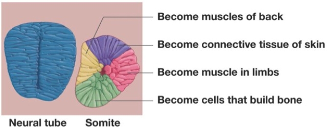 <strong>Figure 22.1 Refer to the figure above to answer this question.You are a researcher studying animal development in salamanders.You remove cells from the area facing away from the neural tube and transplant them to the area of the somite next to the neural tube.What will happen to your transplanted cells?</strong> A)They develop into limb muscle. B)They develop into back muscle. C)They do not develop. D)They develop into both limb and back muscle.