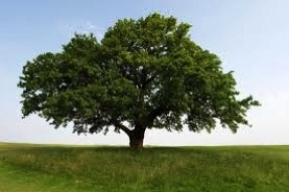<strong>Figure 23.2 Please refer to the elm tree shown in the figure above.What would be the likely phenotype of an elm that has the same genotype but grows in a forest?</strong> A)Both elms have the same genotype and thus would look exactly the same as the one in the figure. B)Because of competition for light,the elm in the forest would likely be taller and would not have as much growth to the sides. C)Because of shading,the elm in the forest would likely be the same height as in the figure above,but would have less growth to the sides. D)Because of competition for resources,the elm in the forest would be shorter and would have more growth to the sides.