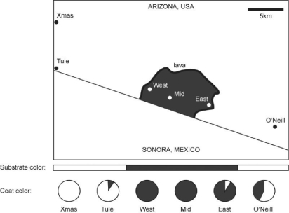 <strong>Figure 24.1 The following question(s)are based on information in Hopi E. Hoekstra, Kristen E. Drumm, and Michael W. Nachman, Ecological Genetics of Adaptive Color Polymorphism in Pocket Mice: Geographic Variation in Selected and Neutral Genes, Evolution 58(6), 2004: 1329-41. Refer to Figure 24.1.In their investigation of natural selection on Mc1r alleles (the gene that determines coat color)in Arizona pocket mice,Hoekstra et al.determined the frequency of the D and d alleles in each population.They also determined the frequency of alleles for two neutral mitochondrial DNA genes (genes that do not affect and are not linked to coat color).Why did the researchers include the mitochondrial DNA genes as part of their experimental design?</strong> A)Allele change for the neutral mitochondrial genes serves as an experimental group and gives information on any general background genetic difference among these populations. B)Allele change for the neutral mitochondrial genes serves as a control and determines coat-color differences among these populations. C)Allele change for the neutral mitochondrial genes serves as an experimental group and gives information on coat-color differences among these populations. D)Allele change for the neutral mitochondrial genes serves as a control and gives information on any general background genetic difference among these populations. E)None of the above answers apply.