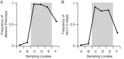 <strong> Figure 24.2 The distribution of pocket-mouse coat colors in several Arizona populations is associated with substrate color.Some populations live on light-colored granite substrate,and others live on dark volcanic rock.In Figure 24.2,chart A shows the frequency of the melanic (dark)coat phenotype across six populations.Populations C,D,and E live on dark volcanic rock;populations A,B,and F live on light-colored granite.Chart B shows the frequency of the Melanocortin-1 receptor (Mc1r)allele across these populations.The Mc1r alleles,D and d,differ by four amino acids;mice with DD and Dd genotypes have dark coats,whereas mice with dd genotype are light colored.Which of the following statements best interprets the results shown in charts A and B?</strong> A)Frequency of the D allele is closely associated with the melanic phenotype,but is unrelated to the presence of dark substrate color. B)Frequency of the D allele is not associated with the melanic phenotype,but is associated with the presence of dark substrate color. C)Frequency of the D allele is closely associated with both the melanic phenotype and the presence of dark substrate color. D)Frequency of the D allele is associated neither with the melanic phenotype nor with the presence of dark substrate color. E)Frequency of the D allele does not vary.