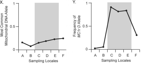 <strong> Figure 24.3 In Figure 24.3,chart X above shows the frequency of the most common neutral mitochondrial DNA allele (an allele for a gene that does not affect and is not linked to coat color)across six pocket-mouse populations.Populations C,D,and E live on dark volcanic rock;populations A,B,and F live on light-colored granite.Compare this figure with chart Y above.What should you conclude after comparing these two figures?</strong> A)The most common neutral mitochondrial DNA allele is strongly associated with substrate color. B)The most common neutral mitochondrial DNA allele is strongly associated with the frequency of the Mc1r D allele. C)The most common neutral mitochondrial DNA allele varies more among populations than the Mc1r D allele. D)Little to no correlation exists between neutral mitochondrial DNA alleles and habitat color.