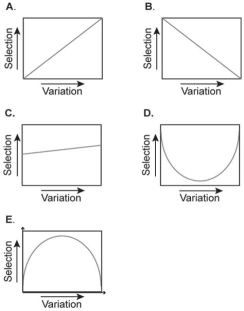 Figure 25.3   Which of the graphs above best represents the relationship between the intensity of directional selection and the genetic variation present within a population?<div style=padding-top: 35px> 