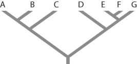 <strong>Figure 26.1   Refer to Figure 26.1.Which of the following forms a monophyletic group?</strong> A)A,B,C,D B)C and D C)D,E,and F D)E,F,and G E)all of the above <div style=padding-top: 35px> 