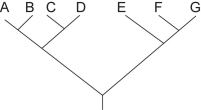 <strong>Figure 27.1   Which of the following trees depicts the same relationship among species as shown above?</strong> A)   B)   C)   D)None;the above trees all depict a different relationship among species. <div style=padding-top: 35px> 