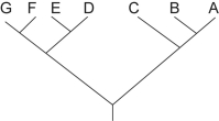 <strong>Figure 27.1   Which of the following trees depicts the same relationship among species as shown above?</strong> A)   B)   C)   D)None;the above trees all depict a different relationship among species. <div style=padding-top: 35px> 