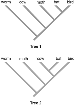 Figure 27.6 -Applying the principle of parsimony to the trait ability to fly, which of the two phylogenetic trees above is better?