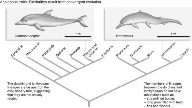<strong>Figure 27.7   For the streamlined bodies shown in Figure 27.7 above to be homologous instead of homoplasious,which of the following groups would also have to have streamlined bodies?</strong> A)lizards and elephants B)pterosaurs,dinosaurs,birds,and lizards C)synapsids,monotremes,marsupials,elephants,primates,and rodents D)all of the above E)either B or C <div style=padding-top: 35px> 