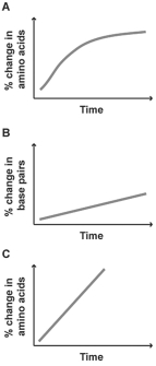 <strong>Figure 27.8   The graphs above show percentage of change in three different molecular sequences plotted against time.Which of these molecular sequences would make a good candidate for a molecular clock?</strong> A)Graph A,because the curve levels off over time B)Graph B,because DNA is more important to organisms and,therefore,will give a more accurate picture of divergence C)Graph C,because the change in sequence is the most rapid D)Graph A or C,because changes in amino acid sequence are more likely to be neutral than changes in DNA E)Graph B or C,because they are straight lines <div style=padding-top: 35px> 