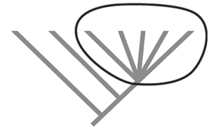 <strong>Figure 27.9   What does the circled part of the phylogenetic tree above indicate?</strong> A)an adaptive radiation B)a mass extinction event C)rapid speciation D)A and C E)all of the above <div style=padding-top: 35px> 