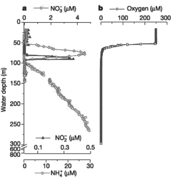 <strong>Figure 28.1 Bacteria able to perform the NH₄⁺ + NO₂⁻ → N₂ + 2H₂O reaction have been discovered in laboratory bioreactors and wastewater treatment systems.Researchers predicted that these bacteria should exist in oceans.They measured the concentration of NH₄⁺,NO₂⁻,NO₃⁻,and O₂ in the Black Sea as a function of water depth (M.Kuypers et al.2003 Anaerobic ammonium oxidation by anammox bacteria in the Black Sea.Nature 422:608-11)to determine where in the sea the bacteria might live.Analyzing data presented in Figure 28.1 above,at what depth would you expect to find the bacteria? (Note: In the figure,different scales are used to show concentrations of NH₄⁺,NO₂⁻,NO₃⁻,and O₂.)</strong> A)in the top 5 meters B)in the top 50 meters C)at a depth of 75 meters D)at a depth of 92 meters E)below 100 meters