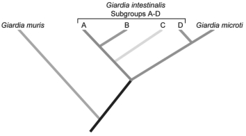 <strong>Figure 29.1 Use the following information to answer the corresponding question(s). Giardia intestinalis can cause disease in several different mammalian species, including humans. Giardia organisms (G. intestinalis)that infect humans are similar morphologically to those that infect other mammals; thus, they have been considered a single species, though other species in the Giardia genus infect other organisms. However, G. intestinalis has been divided into different subgroups based on their host and a few other characteristics. In 1999, a DNA sequence comparison study tested the hypothesis that these subgroups actually constitute different species. The following phylogenetic tree was constructed from the sequence comparison of rRNA from several subgroups of G. intestinalis and a few other morphologically distinct species of Giardia. The researchers concluded that the subgroups of Giardia are sufficiently different from one another genetically that they could be considered different species. (T. Monis et al. 1999. Molecular systematics of the parasitic protozoan Giardia intestinalis. Mol. Biol. Evol. 16[9]:1135-44.)   According to the phylogenetic tree in the figure above,Giardia intestinalis constitutes a ________ group.</strong> A)paraphyletic B)monophyletic C)polyphyletic <div style=padding-top: 35px> 