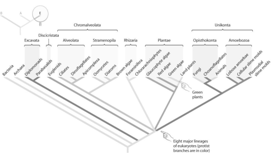 <strong>Figure 29.2   Refer to the figure above and consider the following data: Brown algae (protists)include unicellular and multicellular organisms.Red algae (protists)include unicellular and multicellular organisms.Amoebae (protists)include unicellular and multicellular organisms.Which of the following conclusions is consistent with the data presented?</strong> A)Multicellularity is a synapomorphy that defines a eukaryote. B)Multicellularity evolved once;thus,animals are derived from the most recently evolved protists. C)Multicellularity evolved multiple times as eukaryotes diversified. D)Multicellularity is more adaptive than unicellularity. E)None of the above answers apply. <div style=padding-top: 35px> 
