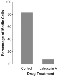 <strong>Latrunculin A is a reversible toxin that disrupts the formation of actin fibers.A culture of a particular species of diatom was treated with this toxin diluted in a buffer,while another culture was treated only with the buffer (no toxin;control).The motility of cells in each culture was assessed by counting the number of cells that were moving during a defined period of time.Which of the following conclusion statements is reasonable based on the data in the bar graph presented below?  </strong> A)Formation of actin fibers is not necessary for the movement in this species of diatom. B)The buffer alone largely inhibited movement in this species of diatom. C)In this species of diatom,fully formed actin fibers are necessary for movement. <div style=padding-top: 35px> 