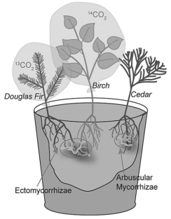 Suzanne Simard and colleagues knew that the same mycorrhizal fungal species could colonize multiple types of trees. They wondered if the same fungal individual would colonize different trees, forming an underground network that potentially could transport carbon and nutrients from one tree to another (S. Simard et al. 1997. Net transfer of carbon between mycorrhizal tree species in the field. Nature 388:579-82). Figure 31.2 illustrates the team's experimental setup. Pots containing seedlings of three different tree species were set up and grown under natural conditions for three years; two of the three species formed ectomycorrhizae (Douglas fir, birch)and the other (cedar)formed arbuscular mycorrhizae. For the experiment, the researchers placed airtight bags over the Douglas fir and birch seedlings; into each bag, they injected either carbon dioxide made from carbon-13 or carbon-14 (¹³CO₂ and ¹⁴CO₂, isotopes of carbon). As the seedlings photosynthesized, the radioactive carbon dioxide was converted into radioactively labeled sugars that could be tracked and measured by the researchers. Figure 31.2 -Referring to Simard et al.(1997),which design element is the control in this experiment and why?