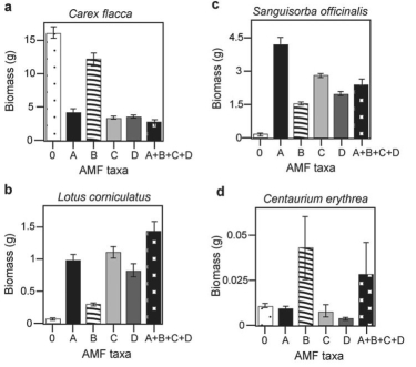 Canadian and Swiss researchers (van der Heijden et al., 1998)interested in factors affecting biodiversity, grew a variety of grassland plants in combination with one of four arbuscular mycorrhizal (AMF)species, no AMF, or all four AMF species together; and they measured plant growth under each set of conditions. All plant species were grown in each plot, so they always competed with each other with the only difference being which AMF were present. Use the graphs in Figure 31.5 to answer the questions that follow. Note that the x-axis labels indicate the number and identity of AMF species (bar 0 = no fungi; bars A-D = individual AMF species; bar A+B+C+D = all AMF species together). The y-axis indicates the amount (grams)of plant biomass for the species shown in italics above each graph. Graph (e)is the total biomass (grams)of all 11 plant species combined; graph (f)is the biomass of Bromus erectus plants only, separated from the total. Figure 31.4 Figure 31.5 -Why does total biomass (graph e,Figure 31.5)not vary with AMF diversity?