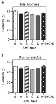 Canadian and Swiss researchers (van der Heijden et al., 1998)interested in factors affecting biodiversity, grew a variety of grassland plants in combination with one of four arbuscular mycorrhizal (AMF)species, no AMF, or all four AMF species together; and they measured plant growth under each set of conditions. All plant species were grown in each plot, so they always competed with each other with the only difference being which AMF were present. Use the graphs in Figure 31.5 to answer the questions that follow. Note that the x-axis labels indicate the number and identity of AMF species (bar 0 = no fungi; bars A-D = individual AMF species; bar A+B+C+D = all AMF species together). The y-axis indicates the amount (grams)of plant biomass for the species shown in italics above each graph. Graph (e)is the total biomass (grams)of all 11 plant species combined; graph (f)is the biomass of Bromus erectus plants only, separated from the total. Figure 31.4 Figure 31.5 -Why does total biomass (graph e,Figure 31.5)not vary with AMF diversity?