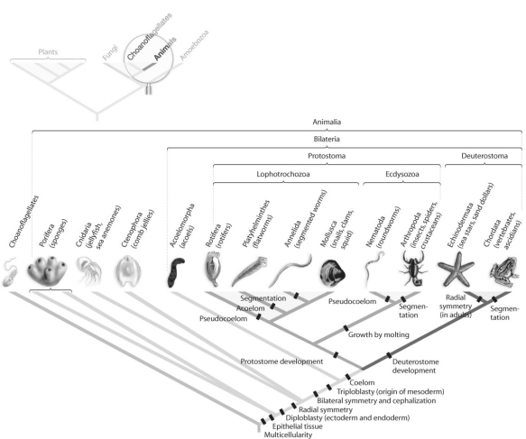 <strong>Figure 32.2 Which morphological trait evolved more than once in animals,according to the phylogeny based on DNA sequence data found in Figure 32.2 above?</strong> A)coelom B)bilateral symmetry C)segmentation D)tissue E)protostome development