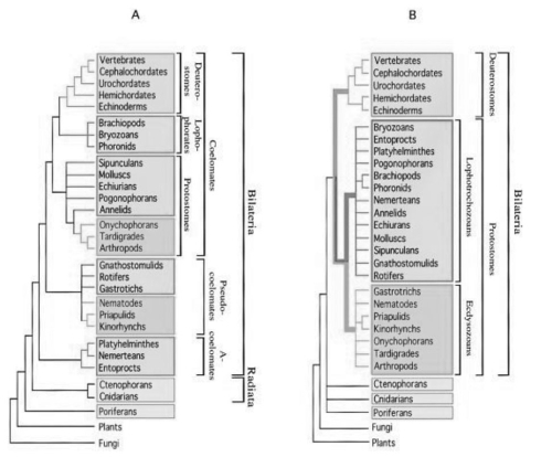 <strong>Use Figure 32.3 and the following information when answering the next question. In a review paper published in 2000, Adoutte et al. examined some animal phylogenies generated by comparing the ribosomal RNA (rRNA)of animals from many different phyla. They then integrated these independently created phylogenies into one phylogeny that best fit all the data. Figure 32.4 compares a traditional phylogeny based on morphological characteristics (A)to the new molecular-based phylogeny described by Adoutte et al. (B). Note that platyhelminthes, nemerteans, and entoprocts, which do not have coeloms and are classified as acoelomates in the morphological phylogeny, are reclassified as lophotrochozoans in the molecular phylogeny. Similarly, groups classified as pseudocoelomates in the morphological phylogeny are reclassified as either lophotrochozoans or ecdysozoans in the molecular phylogeny; other lophotrochozoans and ecdysozoans have coeloms. Copyright 2000 National Academy of Sciences, U.S.A. (A. Adoutte, G. Balavoine, N. Lartillot, O. Lespinet, B. Prud'homme, and R. de Rosa. 2000. The new animal phylogeny. Proceedings of the National Academy of Science USA 97(9):4453-56.) Figure 32.3 What does this reclassification based on molecular data imply about the evolution of acoelomates,pseudocoelomates,and coelomates?</strong> A)Pseudocoelomates can be seen as an intermediate stage between acoelomate and coelomate development. B)Although acoelomates and pseudocoelomates evolved only once,coelomates evolved multiple times in different lineages. C)Only the animals that evolved earliest are acoelomates. D)Some pseudocoelomates and acoelomates have evolved from coelomates.