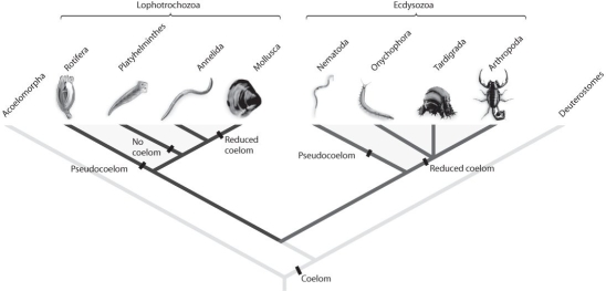 <strong>Figure 33.1   Refer to Figure 33.1.Suppose new molecular analyses indicated that the phylum Annelida had diverged from the arthropod lineage after Onychophora and Tardigrada.What would this imply about protostome evolution?</strong> A)Segmentation evolved only once within protostomes. B)The annelid lineage gained and then lost the ability to molt. C)The annelid lineage gained and then lost jointed limbs. D)A and B E)A and C <div style=padding-top: 35px> 