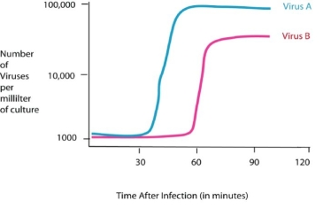 <strong>Figure 35.1 Using the data in Figure 35.1,how long does it take for virus B to go through one lytic cycle?</strong> A)15 minutes B)30 minutes C)45 minutes D)60 minutes