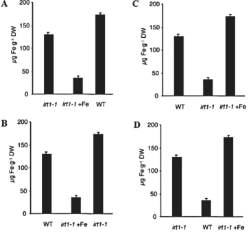 Figure 38.1   Iron shortage is the most common human nutritional deficiency in the world.Plants are the major source of iron in most diets,so researchers are interested in understanding their mechanism of iron intake and in developing iron-rich crops.Recently,researchers showed (Vert et al.,IRT1,an Arabidopsis transporter essential for iron uptake from the soil and for plant growth.Plant Cell 14 [2002]:1223-33)that under iron-deficient conditions,the IRT1 gene is responsible for most of the iron uptake activity in roots.To demonstrate the importance of IRT1 for iron accumulation,researchers measured leaf iron content in irt1-1 mutants containing deactivated IRT1.Mutant plants were grown in iron-poor soil (irt1-1 in graph)and soil rich with iron (irt1-1 +Fe in graph).Wild-type (WT)plants grown in iron-poor soil were used as a control.Which of the graphs represent the data researchers might have received in their experiment?<div style=padding-top: 35px> 