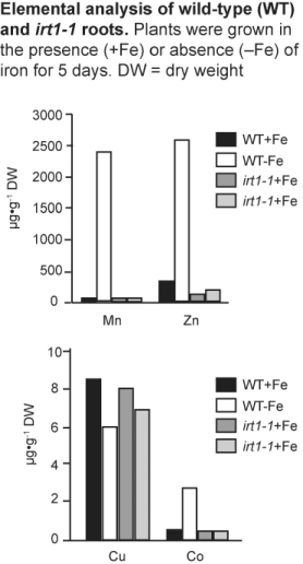 Figure 38.2   -The IRT1 gene is responsible for most of the iron uptake activity in roots (Vert et al.,Plant Cell 14 [2002]:1223-33).To determine the specificity of the IRT1 transporter in Arabidopsis plants,researchers measured the concentration of manganese,zinc,copper,and cobalt contained in wild-type and irt1-1 mutant plants.What conclusions about IRT1 specificity can you draw from the above data?
