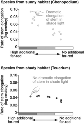 <strong>Figure 39.1   The data in the figure above were taken from a study on the effects of far-red light on stem elongation.The data indicate that plants from shady habitats do not respond to far-red light by growing taller.Which of the following would be a logical hypothesis for why these plants do not respond to far-red light?</strong> A)The shade plants do not have phototropin. B)The shade plants do not have protein kinases. C)The shade plants do not have cryptochromes. D)The shade plants do not have phytochrome. E)All of these are reasonable hypotheses. <div style=padding-top: 35px> 