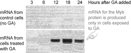 <strong>Figure 39.3   Figure 39.3 is a Northern blot showing the expression of Myb mRNA in cultured aleurone layer cells that were treated with gibberellin versus control cells that were not treated with gibberellin.Only the gibberellin-treated cells expressed the Myb mRNA,but the Myb mRNA was not detectable until 6-12 hours after gibberellin application.Why did it take so long?</strong> A)Gibberellin had to bind to a receptor and initiate a signal transduction cascade that,in turn,had to activate a transcription factor that triggered the transcription of the Myb gene. B)Gibberellin had to diffuse into the aleurone layer cells and be metabolized in order to trigger activation of a transcription factor that triggered transcription of the Myb gene. C)Gibberellin had to enter the cells and find the Myb gene among the large plant genome. <div style=padding-top: 35px> 