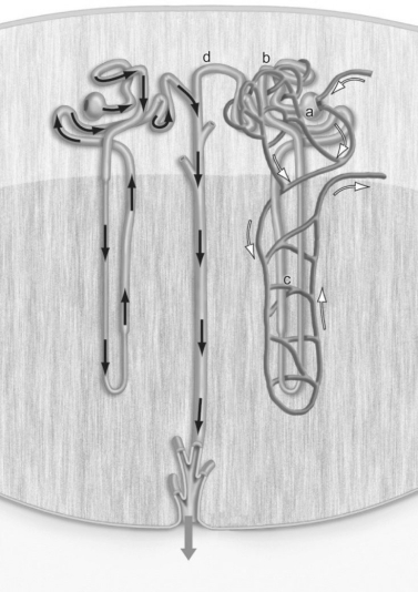 Figure 42.1 -Where does filtration take place in the figure above?