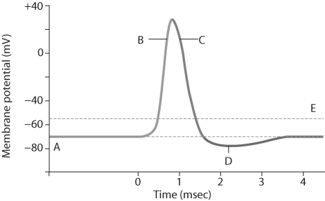 <strong>Figure 45.1   Which letter in Figure 45.1 corresponds to a large efflux of K⁺ ions from the cell?</strong> A)A B)B C)C D)D E)E <div style=padding-top: 35px> 