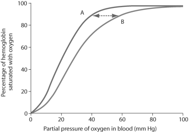 <strong>Figure 48.1 Based on the figure above,showing fetal and adult oxygen-hemoglobin saturation curves,which of the following conclusions is true?</strong> A)Curve A represents the adult saturation curve. B)Adult saturation occurs at lower partial pressures of oxygen than fetal saturation does. C)At 50% saturation,fetal blood will have a higher affinity for oxygen than adult blood will. D)As the partial pressure of oxygen increases,adult hemoglobin approaches saturation faster than fetal hemoglobin does. E)Answers C and D are both true.