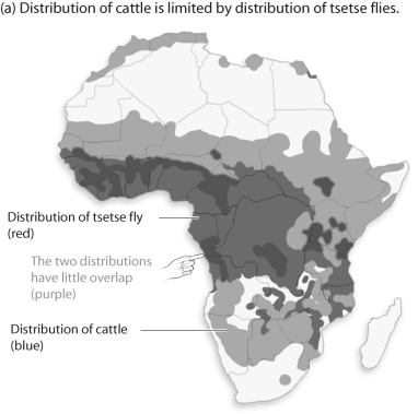 <strong>Figure 50.4 Based on the figure above,and knowing what you know about cattle,what is the most logical conclusion?</strong> A)Cattle distribution is primarily affected by temperature. B)Tsetse flies somehow negatively affect cattle. C)Cattle distribution is primarily affected by grass distribution. D)Cattle somehow affect the reproduction of the tsetse fly.