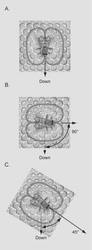 <strong>Figure 51.4   In the diagrams shown in the figure above,which dance is indicating that the food is the farthest from the hive?</strong> A)dance A B)dance B C)dance C D)All of the above indicate the same distance from the hive. <div style=padding-top: 35px> 