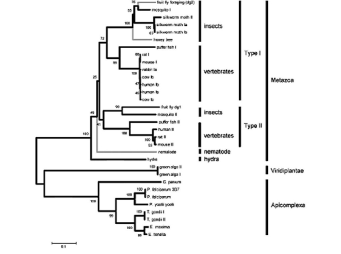 Figure 51.6 Use the following information and the figure below when answering the corresponding question(s). The following are an abstract and figure from a paper that explores the evolutionary relationship between a protein kinase and behavior (M. Fitzpatrick and M. Sokolowski. 2004. In search of food: Exploring the evolutionary link between cGMP-dependent protein kinase (PKG)and behaviour. Integrative and Comparative Biology 44:28-36). Abstract: Despite an immense amount of variation in organisms throughout the animal kingdom many of their genes show substantial conservation in DNA sequence and protein function. Here we explore the potential for a conserved evolutionary relationship between genes and their behavioural phenotypes. We investigate the evolutionary history of cGMP-dependent protein kinase (PKG)and its possible conserved function in food-related behaviours. First identified for its role in the foraging behaviour of fruit flies, the PKG encoded by the foraging gene had since been associated with the maturation of behaviour (from nurse to forager)in honey bees and the roaming and dwelling food-related locomotion in nematodes. These parallels encouraged us to construct protein phylogenies using 32 PKG sequences that include 19 species. Our analyses suggest five possible evolutionary histories that can explain the apparent conserved link between PKG and behaviour in fruit flies, honey bees and nematodes. Three of these raise the hypothesis that PKG influences the food-related behaviours of a wide variety of animals including vertebrates. Moreover it appears that the PKG gene was duplicated some time between the evolution of nematodes and a common ancestor of vertebrates and insects whereby current evidence suggest only the for-like PKG might be associated with food-related behaviour. Neighbour joining trees depicting the evolutionary relationships of 32 PKG kinase domain and C-terminal amino acid sequences spanning 19 species of protozoans and metazoans. Values at the nodes represent the results of 5000 bootstrap replications. Lineages with known behavioral links with PKG are indicated by grey branches. -Using the information above,and knowing that the PKG encoded by the foraging gene has recently been associated with the maturation of out-of-nest behavior in honeybees,what would be a logical explanation for this relationship?