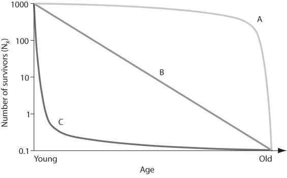 <strong>Figure 52.1 In the figure above,which of the following survivorship curves implies that an animal may lay thousands of eggs,of which only a few will survive to reproduce?</strong> A)curve A B)curve B C)curve C D)none of the above
