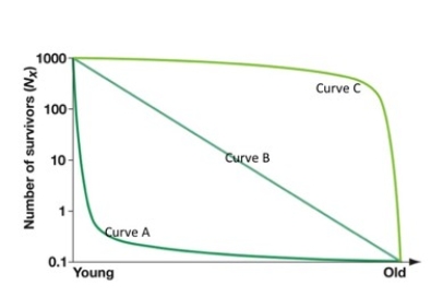 <strong>Figure 52.3   Looking at figure above,the white rhinoceros [more than 1 000 kg (2 200 lb)] is likely to exhibit which of the following?</strong> A)survivorship curve A and a SHORT generation time. B)survivorship curve C and a SHORT generation time. C)survivorship curve A and a LONG generation time. D)survivorship curve B and a LONG generation time. E)survivorship curve C and a LONG generation time. <div style=padding-top: 35px> 