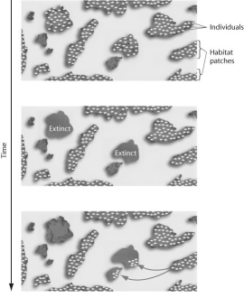<strong>Figure 52.12 The figure above represents the dynamics of</strong> A)metapopulations. B)extinction. C)emigration. D)both metapopulations and extinction. E)both extinction and emigration.