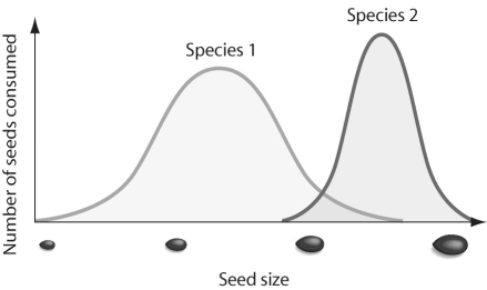 <strong>Figure 53.1 In looking at the figure above,what conclusions can be drawn?</strong> A)Both species eat all sizes of seeds. B)Both species compete for seeds of intermediate size. C)Both species compete for all sizes of seeds. D)Both species compete for all sizes of seeds other than those of intermediate size.