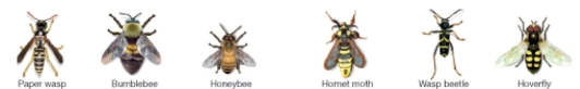 <strong>Figure 53.5 In the figure above,which of the following statements is true?</strong> A)All of the species of insects shown are in the order Hymenoptera. B)There are no true mimics in the insects shown. C)All of the insects are displaying Batesian mimicry. D)Half of the insects shown are harmless.