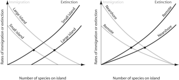 <strong>Figure 53.11 According to Figure 53.11,a species has the highest chance of extinction when</strong> A)the island is large and close to the mainland. B)the island is small and close to the mainland. C)the island is large and remote. D)the island is small and remote.