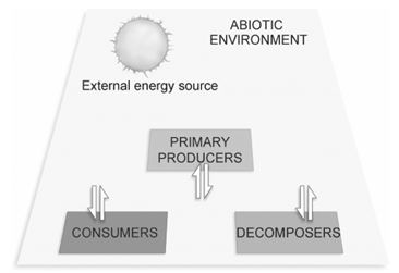 Figure 54.1 How are the components in the figure above linked by the flow of energy?