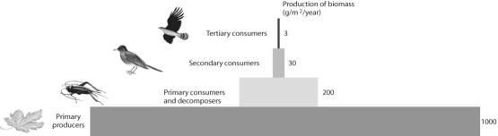 <strong>Figure 54.5 After looking at the figure above,what can be said about productivity in this ecosystem?</strong> A)Nothing can be said based on this information. B)Between 80 and 90% of the energy is lost at the next highest trophic level. C)Between 10 and 20% of the energy is lost at the next highest trophic level. D)Productivity increases with each trophic level.