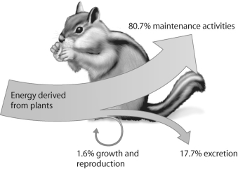 <strong>Figure 54.6 In the figure above,which number represents secondary production?</strong> A)1)6% B)17.7% C)80.7% D)none of the above
