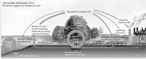 <strong>Figure 54.9 How much nitrogen is fixed from human processes?</strong> A)It is equal to the amount fixed by natural means. B)It is about half that fixed by natural means. C)It is about double that fixed by natural means. D)We cannot calculate this value.