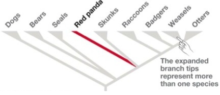 <strong> Figure 55.1 Dogs ~43 Bears ~19 Seals ~36 Red Panda ~1 Skunks ~13 Raccoons ~15 Badgers ~10 Weasels ~38 Otters ~8 Approximately how many species have we described out of the species alive today?</strong> A)We have described about half of the species on Earth. B)We have described almost all of the species on Earth. C)Apart from the tropics,we have described almost all the species on Earth. D)We have described only a small fraction of the species on Earth.