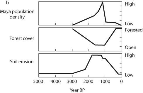 <strong>Figure 55.8 Use the following information when answering the corresponding question(s). Abstract: Recognition of the importance of land-use legacies in most ecological systems has been a major factor driving the recent focus on human activity as a legitimate and essential subject of environmental science. Ecologists, conservationists, and natural resource policy makers now recognize that the legacies of land-use activities continue to influence ecosystem structure and function for decades or centuries-or even longer-after those activities have ceased. Copyright © 2003 American Institute of Biological Sciences. (Foster, D.R., F. Swanson, J. Aber, D. Tilman, N. Brockaw, I. Burke and A Knapp. 2003. The importance of land-use and its legacies to ecology and environmental management. BioScience 53:77-88.) Based on the figure above,what can you conclude about land-use legacy in the southern Yucatán?</strong> A)Massive soil erosion caused the Mayan population to crash. B)Reduction in forest cover caused the Mayan population to crash. C)As Mayan population increased,deforestation increased,leading to increased soil erosion. D)All of the above answers are correct.
