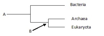 <strong>The phylogenetic tree below _____. </strong> A)depicts the three major domains of life B)includes unicellular but not multicellular life C)includes unicellular and some forms of multicellular life,but not complex animals and plants D)includes noncellular life-forms